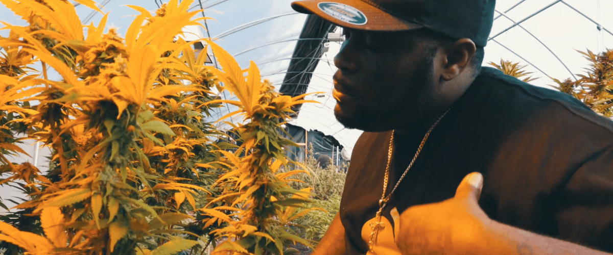 Vibrant cannabis plants thriving in a greenhouse cultivation environment.