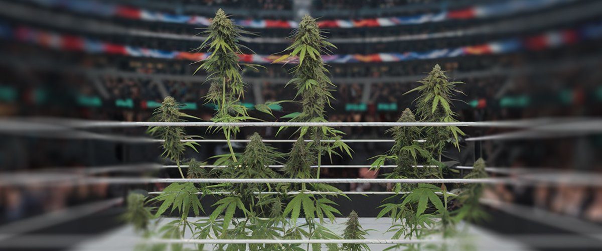 WWE-Cannabis-Policy-Michin-Confirms-Wrestlers-Can-Smoke-Weed