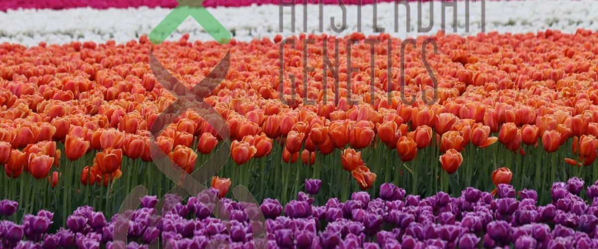 Waves-of-tulips_001