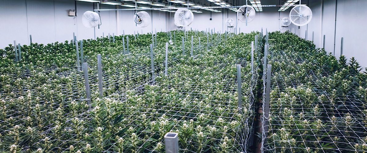 What is Cannabis Remediation