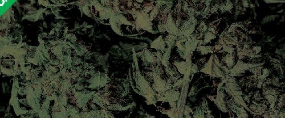 artworks-000494465919-08mzcc-t500x500