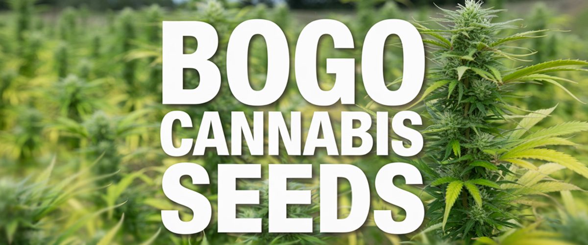 barneys farm bogo cannabis seeds