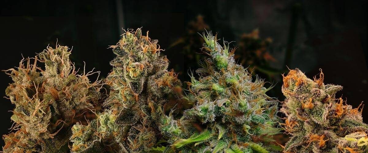 blog-article-when-is-an-autoflower-ready-to-harvest-