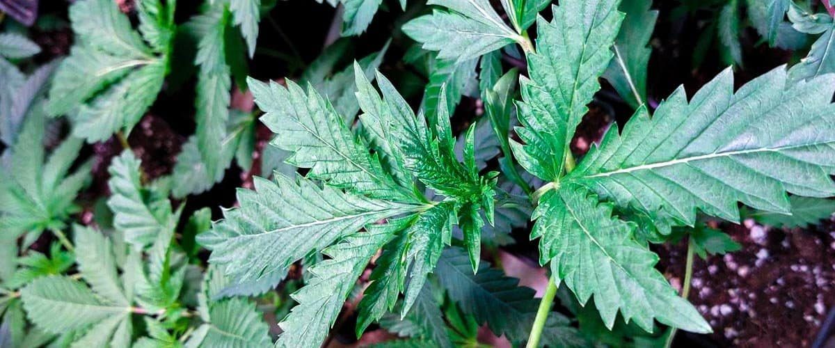 blog-cover-Cannabis-Seed-Deals-6-Strains-To-Grow-This-Season-seedstockers