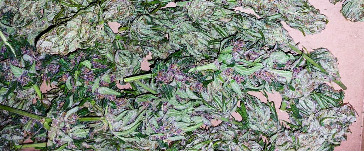 blog-cover-how-to-grow-cannabis-for-beginners