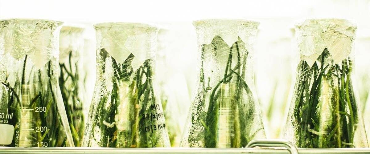 blog-cover-what-are-terpenes-min