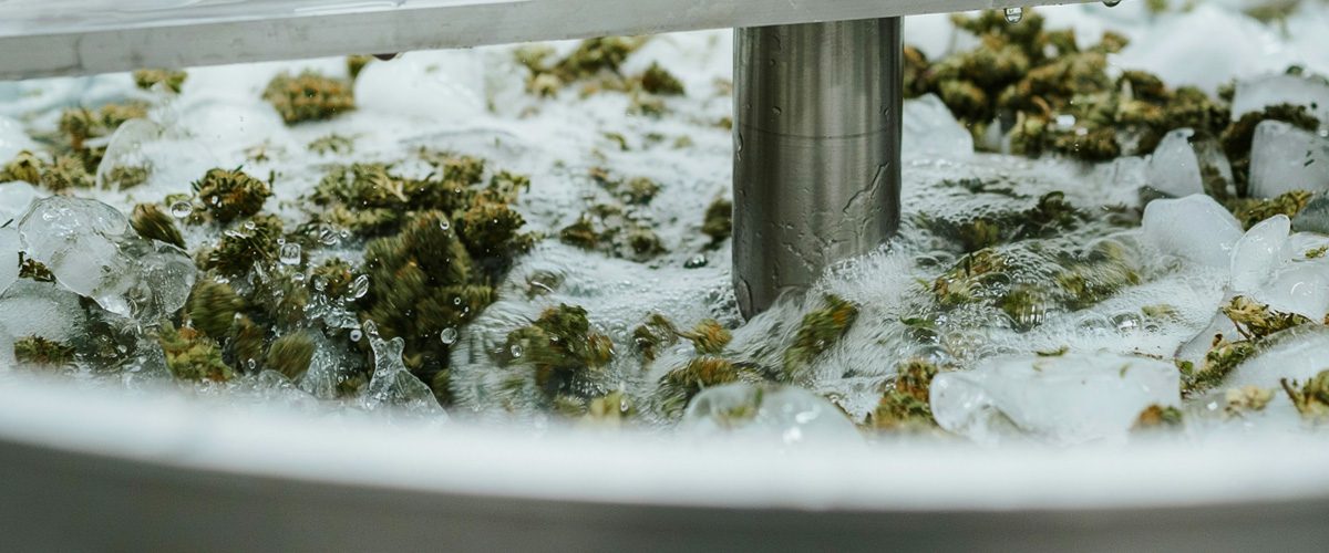 blog feature - Why Water is not a Solvent for Cannabinoids