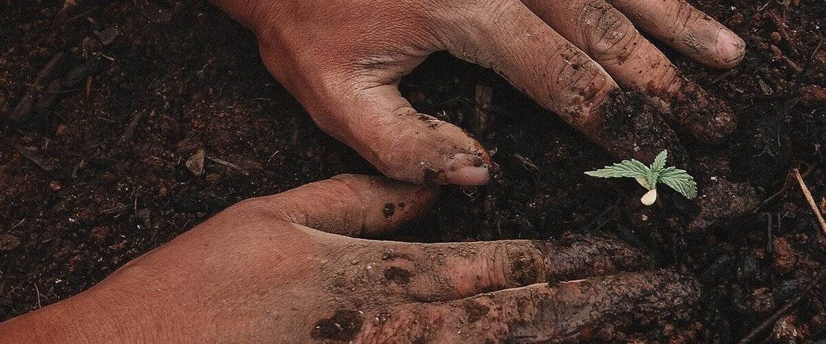 cannabis-planting