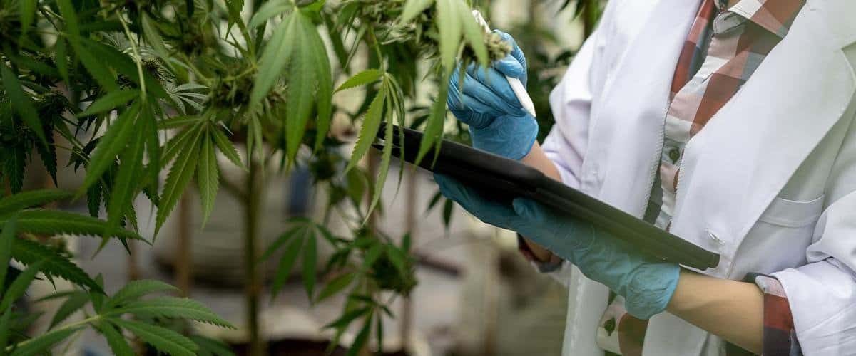 cannabis-research-fda-audiokush