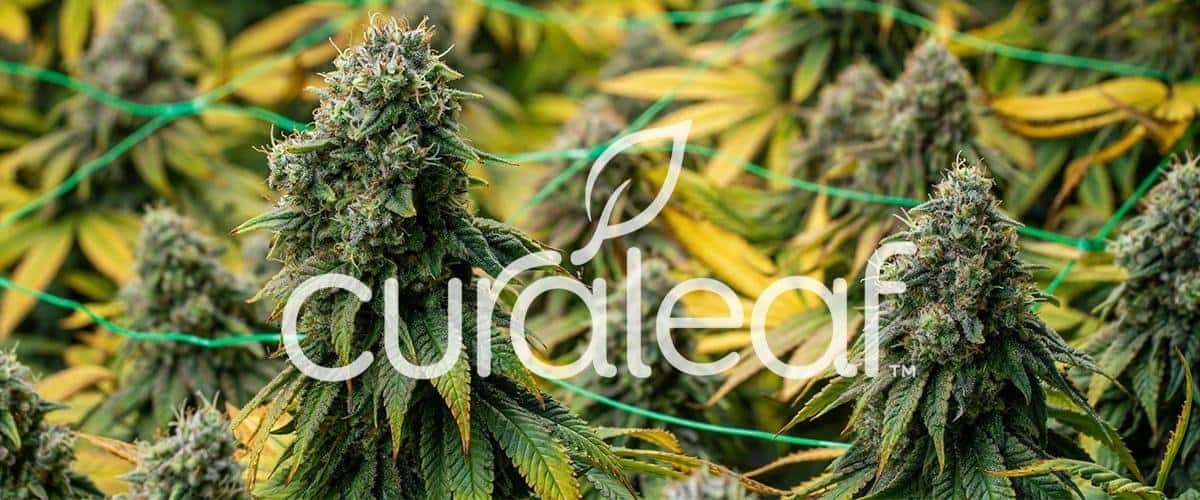 curaleaf-northern-green-16m