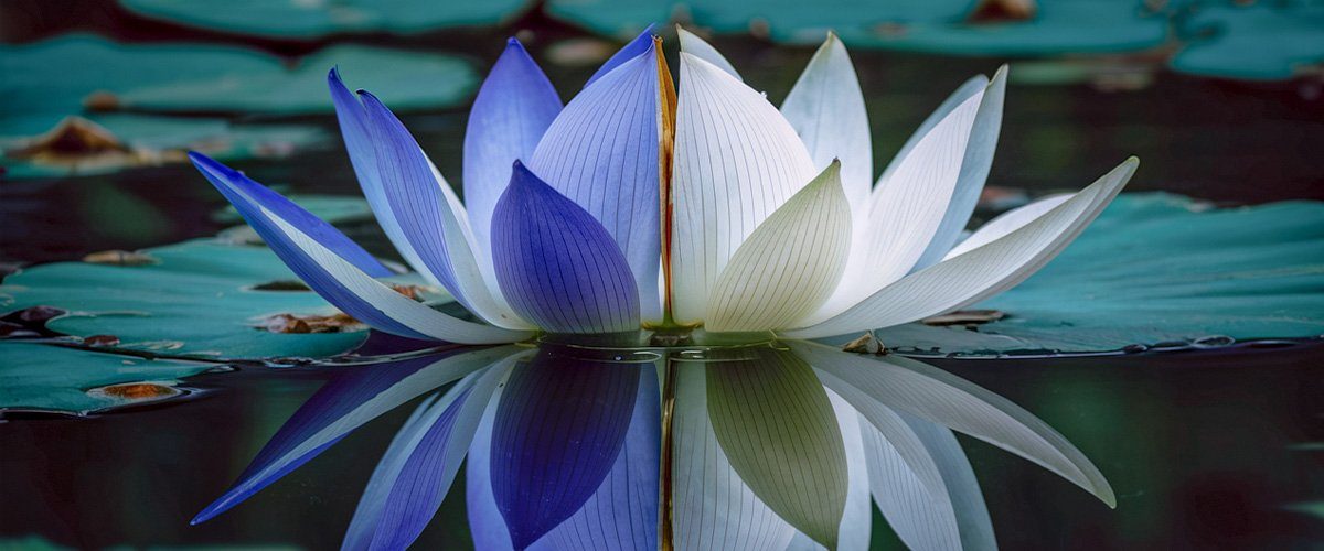 exploring-benefits-of-blue-lotus-white-lotus-