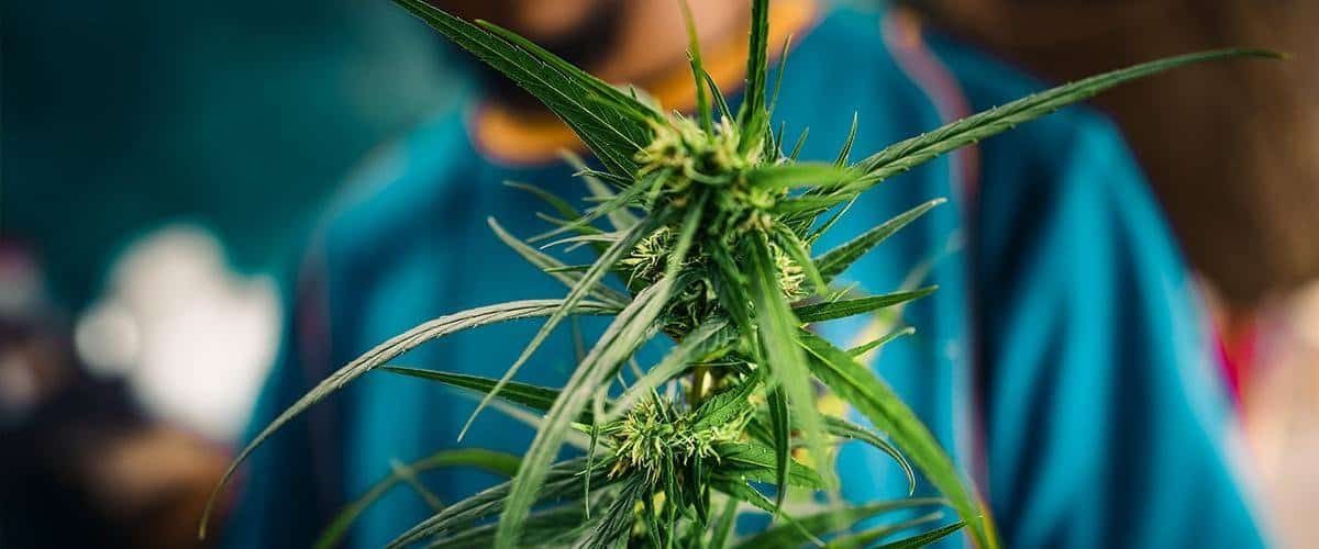 florida-poll-suppports-cannabis-ak