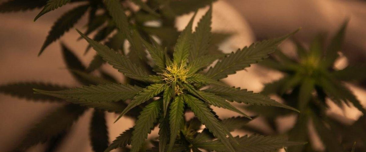 green-cannabis-plant-2731664-wecompress.com_