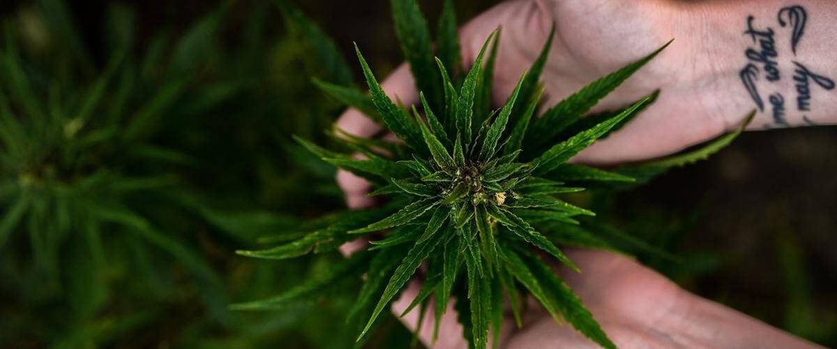 health-benefits-cannabis-audiokush