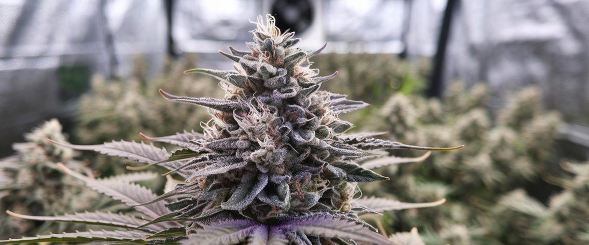 learn-to-grow-your-own-cannabis-with-Home-Growers-Workshop-western-new-york-