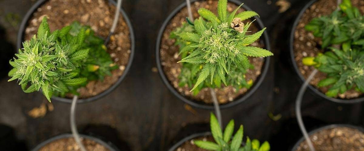 ny-home-grow-audiokush