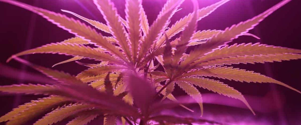 pexels-photo-2731667