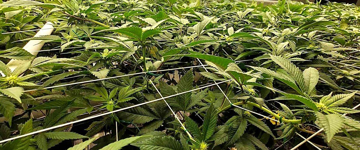 proper-pH-ensures-a-healthy-environment-for-your-cannabis-grow