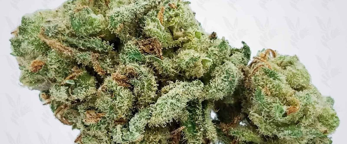 ssh-popeye-bud-display-min